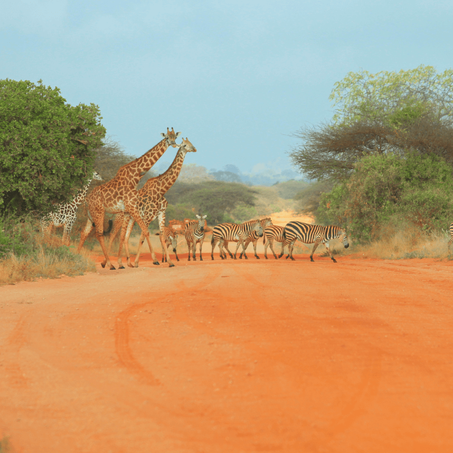 Photo of giraffes and zebra crossing a dirt road in Africa. The dirt is a deep red and the sky is blue.