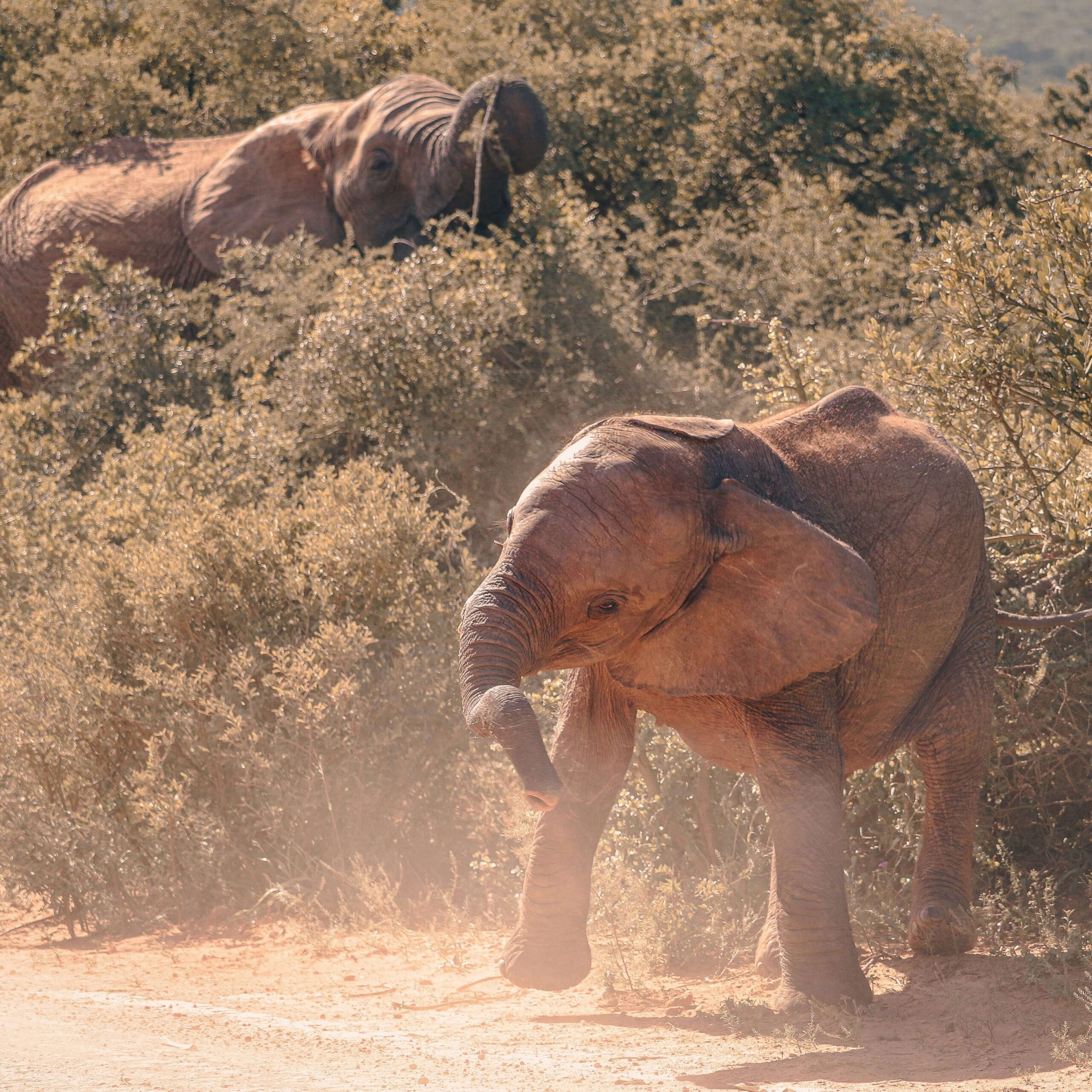 baby elephant swinging its trunk