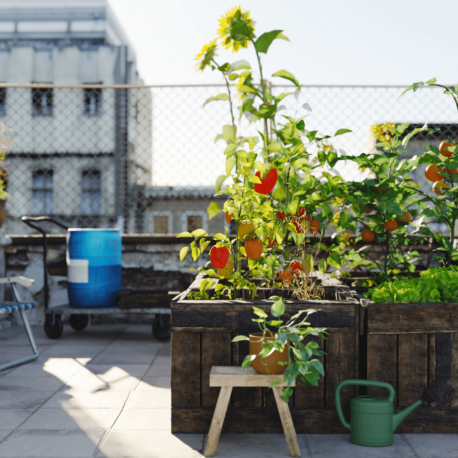 tomato planst growing in a raised garden bed on an urban rooftop