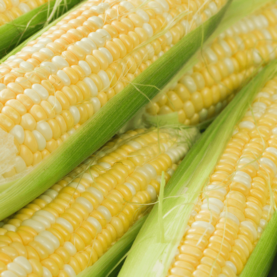 bright yellow sweet corn on the cob