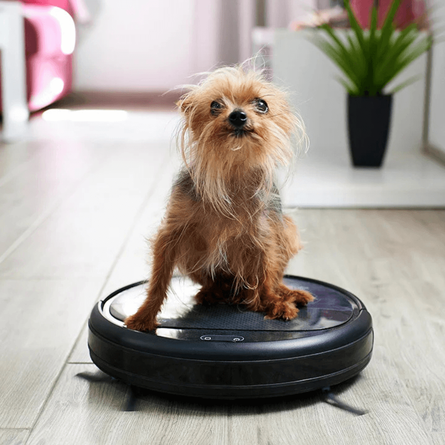 small scruffy dog sitting on a robotic Roomba vacuum